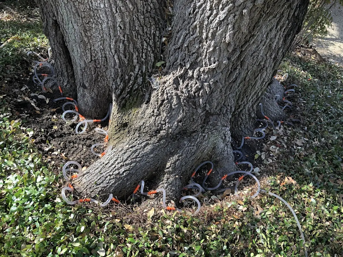 Detailed Tree Cabling and Bracing job site in Mud Butte